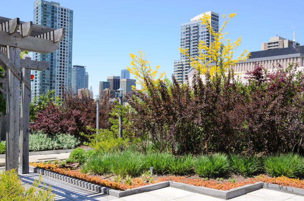 Rooftop garden in urban setting